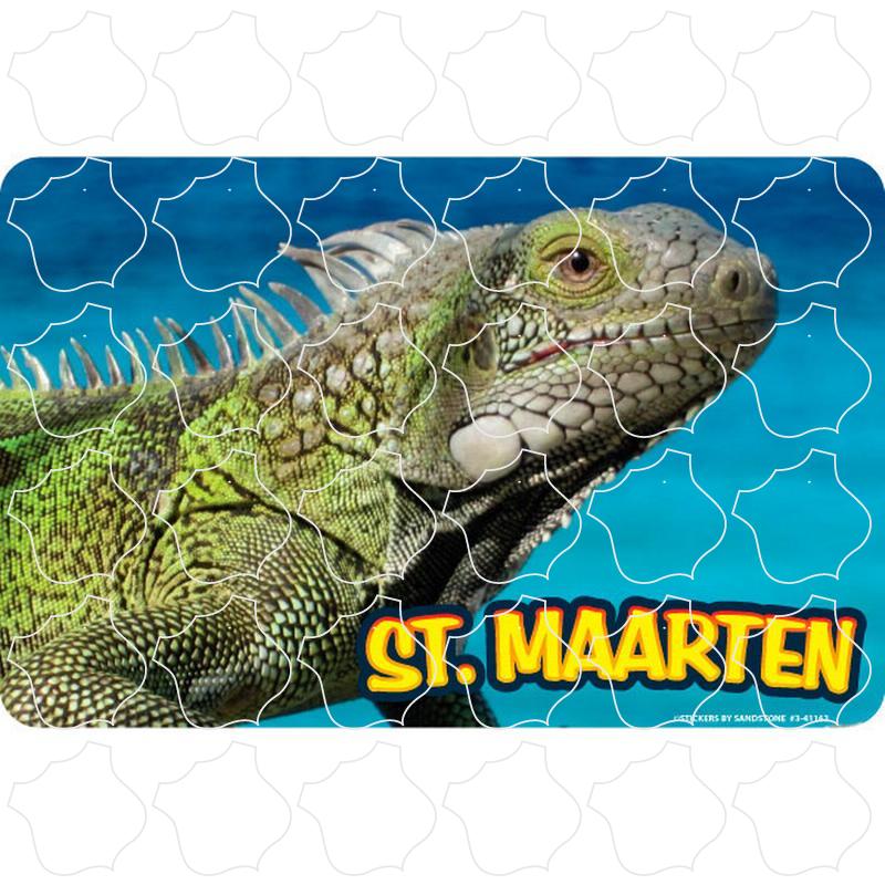 St Maarten Iguana Photo