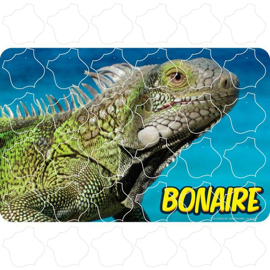 Bonaire Iguana