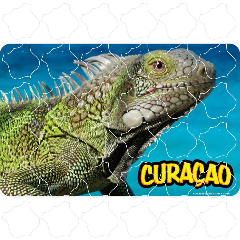 Curacao Iguana Photo