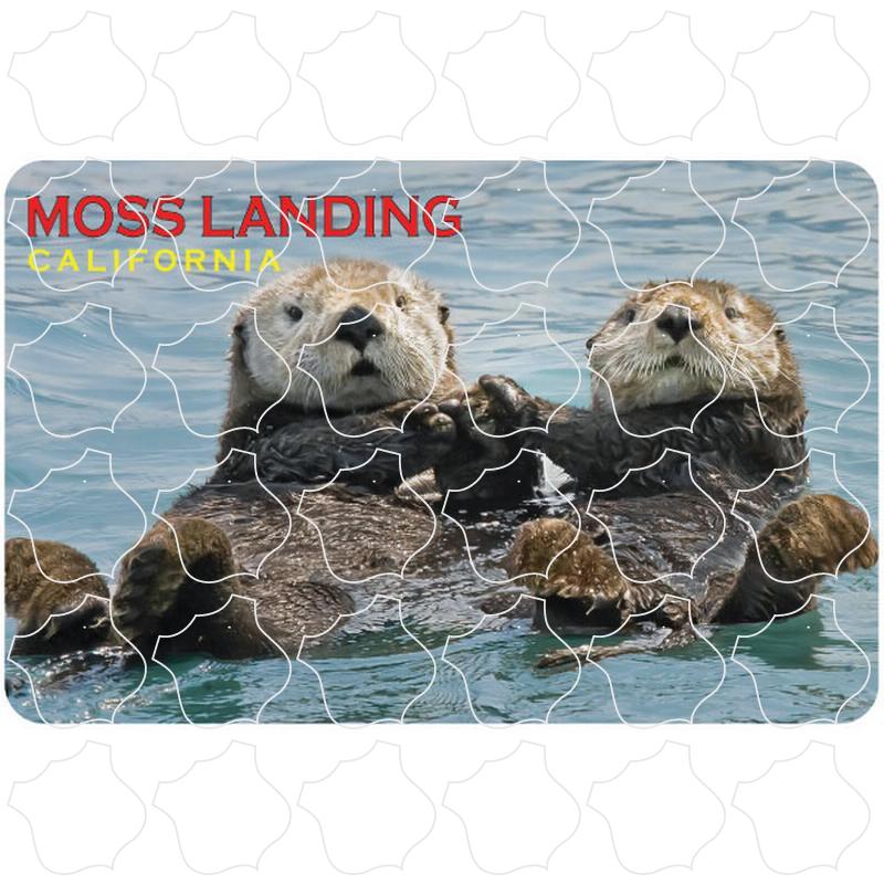 Moss Landing, CA Sea Otters