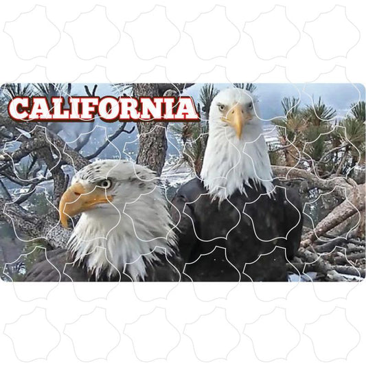 California Eagle Photo