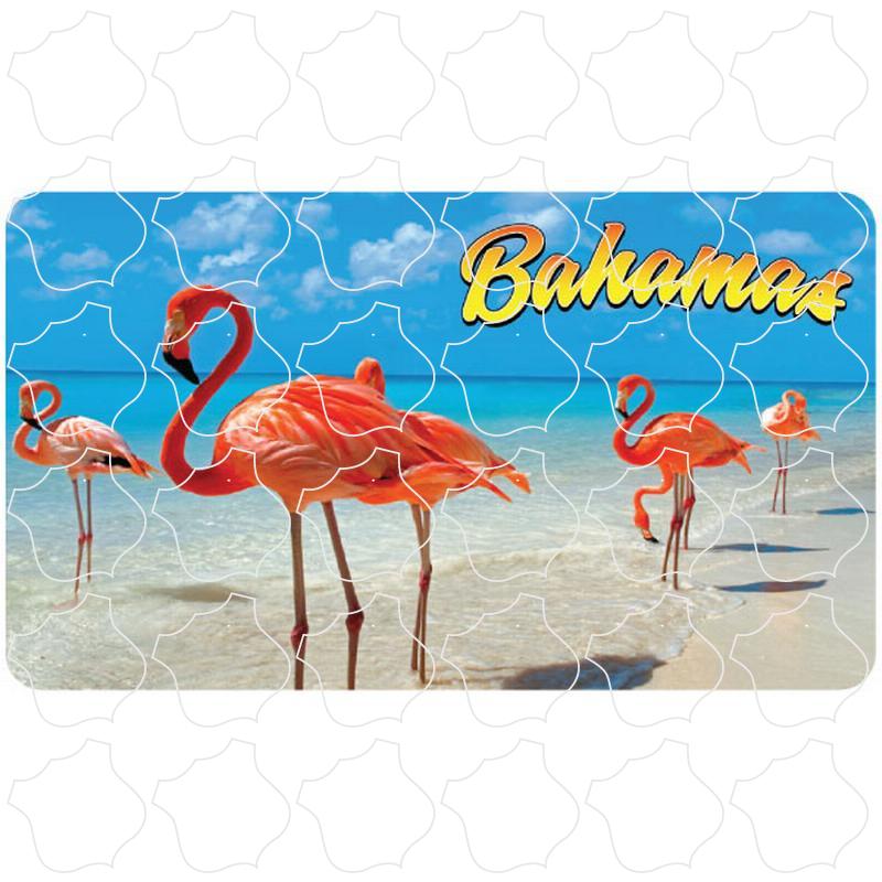 Bahamas Flamingo Photo