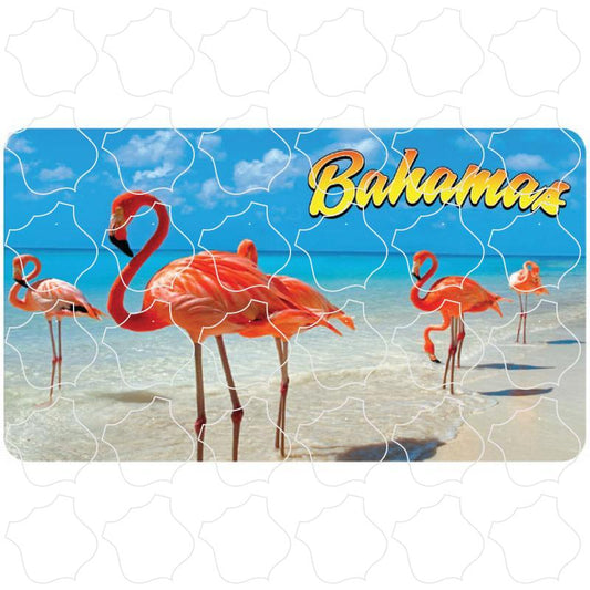 Bahamas Flamingo Photo